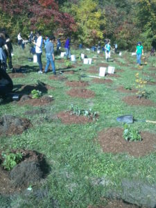 tree-planting-6